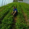 Виконання технологічних операцій вирощування плодових, ягідних і декоративних насаджень