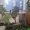 Пересадка комнатных растений