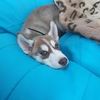 С удовольствием присмотрю за вашим питомцем)))