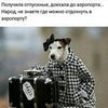 Передержка собак мелких пород.