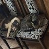 Візьму вашого котика чи кішечку на перетримку з задоволенням ❤️