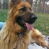 Передержка ваших домашних животных