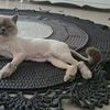 Стрижка кошек Днепр 