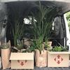 Доставка або перевезення квітів та рослин 