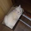 Перевозка животного
