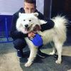Выгул собак 