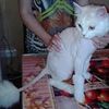 Стрижка котов без наркоза