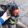 Выгул собак