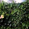 Фітодизайн. Догляд за рослинами в офісі, ресторані / Уход за растениями
