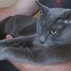 Передержка для котов