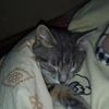 Передержка котиков, котят