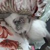 Временный дом для Вашего домашнего любимца