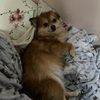 Перетримка котиків і песиків 