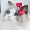 Зооотель для кошек