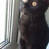 Передержка кошек