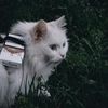 Фотосессия с животными/для животных