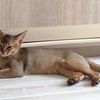 Передержка котов