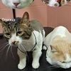 Стрижка котів 