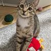 Домашня перетримка котів (догляд та турбота)