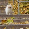 Выгуляю Вашего питомца любой породы