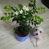 Реанимация и лечение Комнатных растений