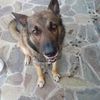 Зооняня, уход за домашними животными