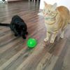 Возьму кота или кошку на передержку ненадолго