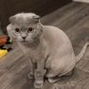 Стрижка /вычесывание/купание на дому у вас