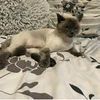 Стрижка кошек
