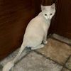 Стрижка котов.