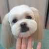 Стрижка животных