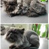 Постригу кота у Вас дома