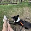 Курс неподбора для щенка и взрослой собаки Отказ от еды на улице