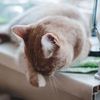 Передержка котов на время вашего отьезда