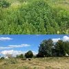 Розчистка ділянок від дерев та чагарників