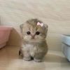 Догляну за вашим котиком