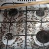 Профессиональное уничтожение насекомых и грызунов Днепр