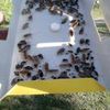 Уничтожение тараканов в Харькове