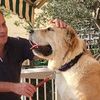 Консультации зоопсихолога по воспитанию и дрессировке и коррекции поведения собак