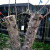 Лікування, відновлення та відтворення старих дерев