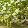 Создание виноградника столовых сортов, уход за виноградником