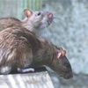 Уничтожу крыс гарантировано 100%