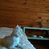 Семейная мини гостиница для котов в загородном доме